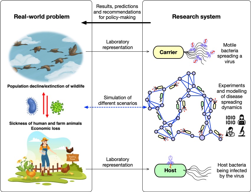 Figure 1. An illustration of the research approach of using microbial communities as model systems to study real-world problems, such as disease transmission between migrating birds and poultry farms. We use different strains of bacteria to represent wild and farm animals, and use a bacteriophage to represent the transmitting pathogen. We then integrate laboratory experiments, mathematical modelling, and computer simulations to study different pathogen spread scenarios and disease control strategies.